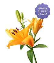 Alternative image 1 for A vibrant floral arrangement featuring pink lilies, orange lilies, and yellow lilies.
