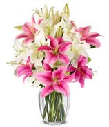 Stunning Pink and White Lilies