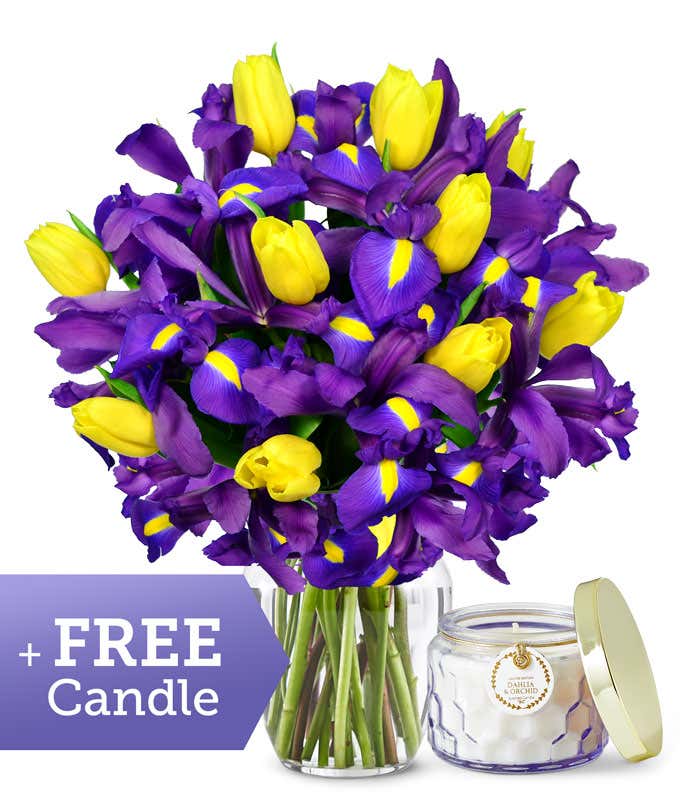 A clear glass vase filled with a striking bouquet of yellow tulips and blue irises, paired with a dahlia and orchid scented candle in a clear glass jar.