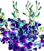 Alternative image 2 for Bright Blue Dendrobium Orchids