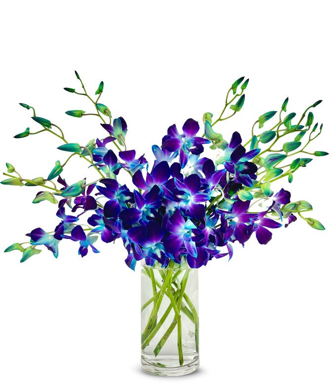 Bright Blue Dendrobium Orchids