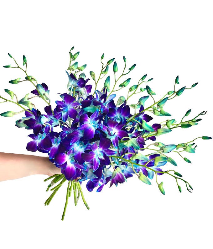 Galactic Blue Dendrobium Orchids Deluxe at From You Flowers