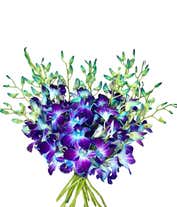Alternative image 1 for Bright Blue Dendrobium Orchids - Deluxe