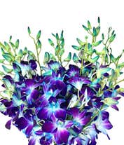 Alternative image 2 for Bright Blue Dendrobium Orchids - Deluxe