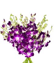 Alternative image 1 for Purple Dendrobium Orchids - Deluxe