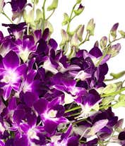 Alternative image 2 for Purple Dendrobium Orchids - Deluxe
