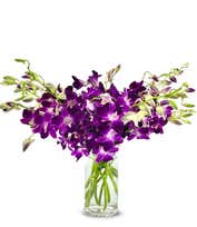 Purple Dendrobium Orchids - Deluxe