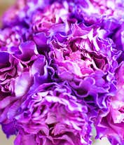 Alternative image 3 for One Dozen Magenta Roses