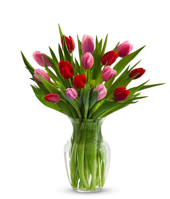 Red & Pink Tulips - 15 Stems