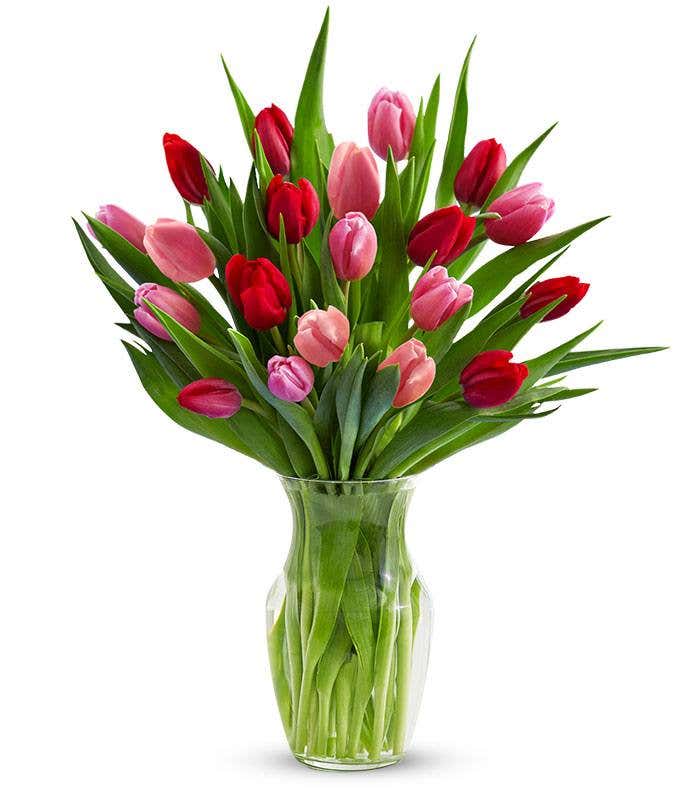 Red & Pink Tulips - 20 Stems