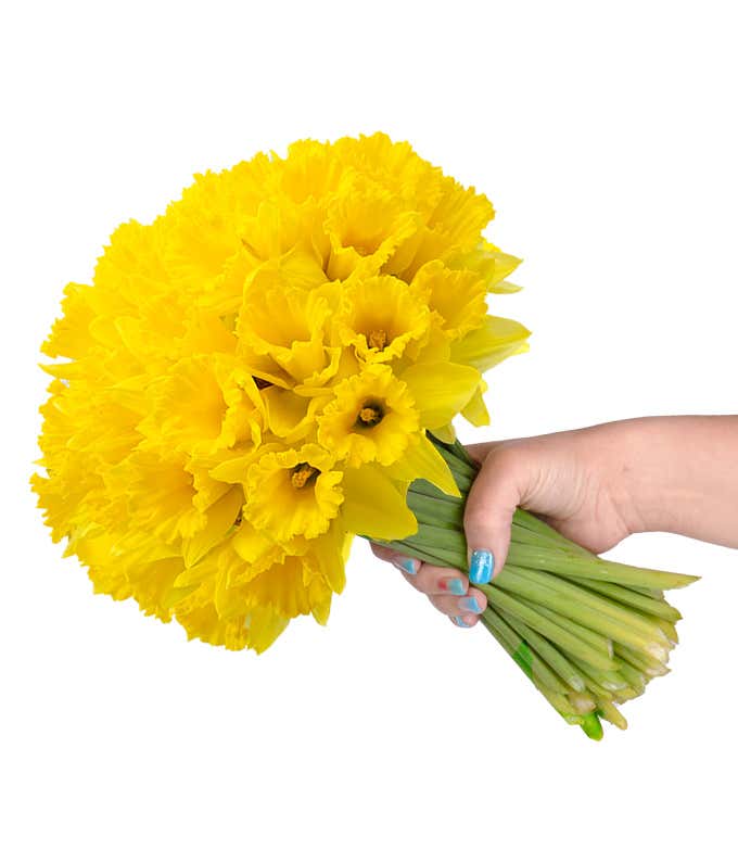Spring Daffodil Bouquet - 40 Stems