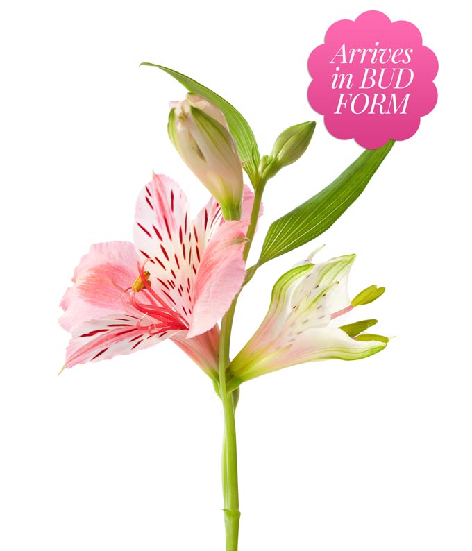 Spring Serenity Bouquet at From You Flowers