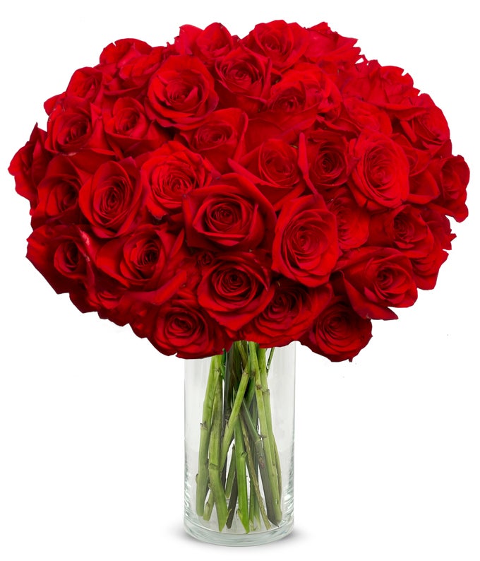 tøjlerne dateret Kirkestol 50 Stunning Long Stemmed Red Roses at From You Flowers