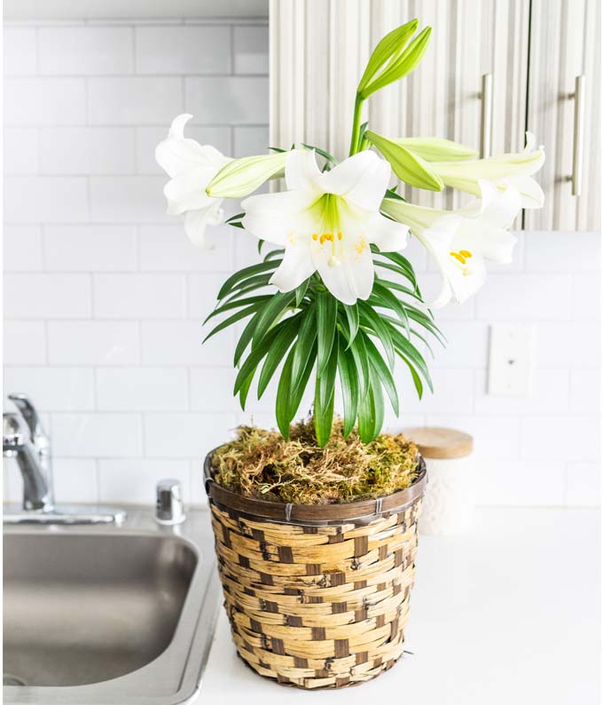 Easter Lily Plant at From You Flowers