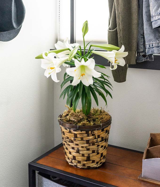 Easter Lily Plant at From You Flowers