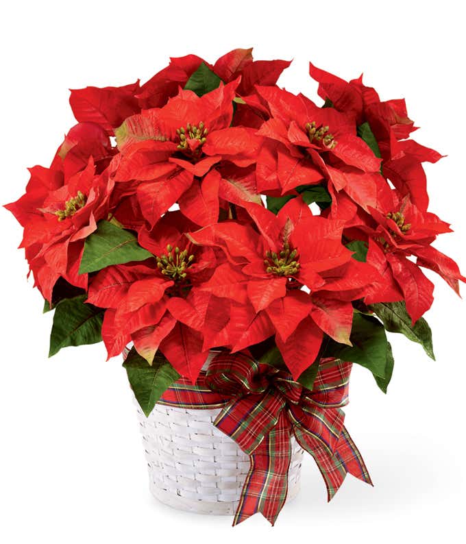 Merry Christmas Poinsettia