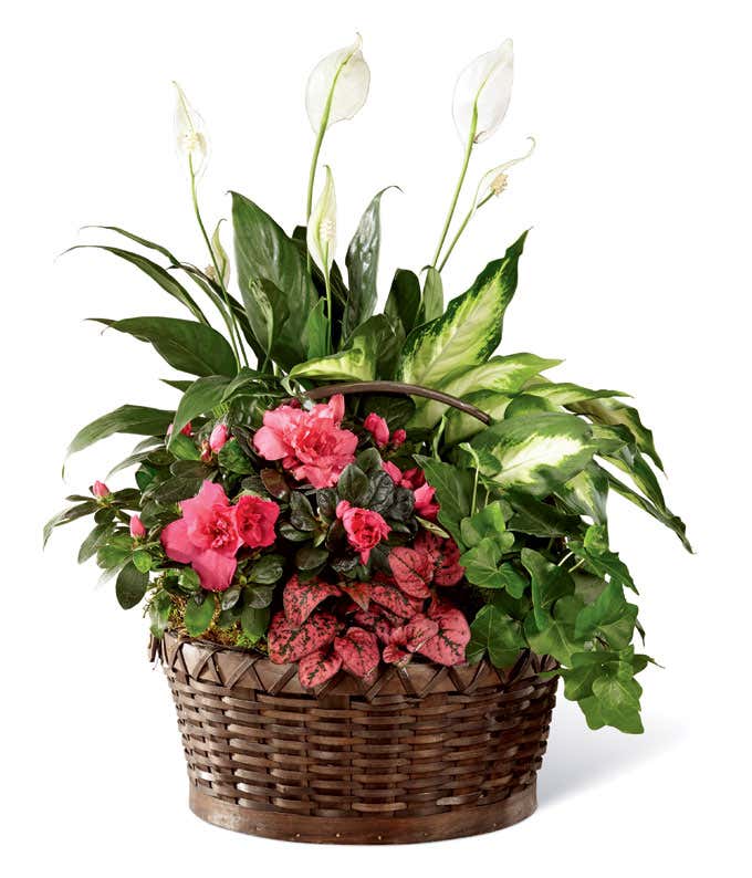 A dish garden with a peace lily, pink azalea, and assorted green plants in a wicker basket