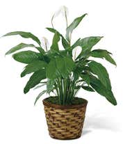 Peace lily plant in an 8-inch round woven container.
