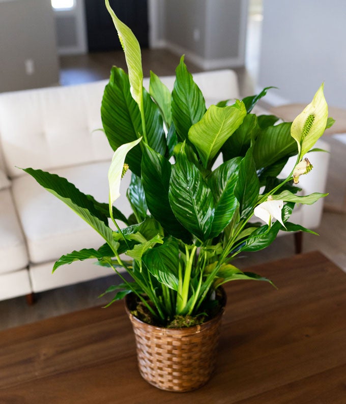 Spathiphyllum Plant at From You Flowers