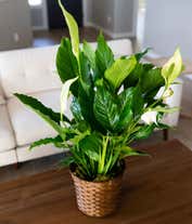 Alternative image 1 for Peace lily plant in an 8-inch round woven container.