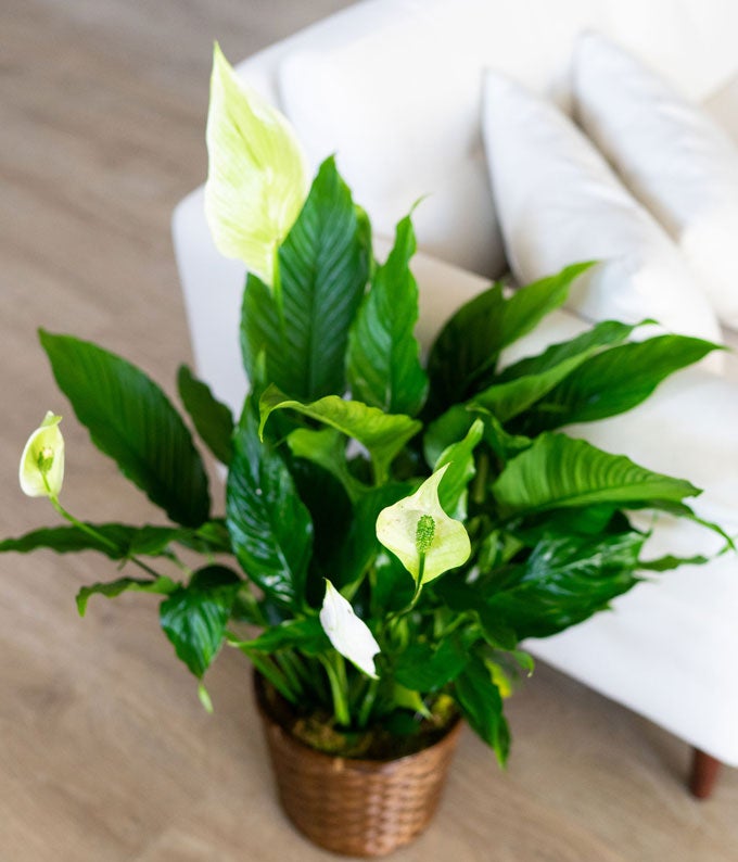 Spathiphyllum Plant at From You Flowers