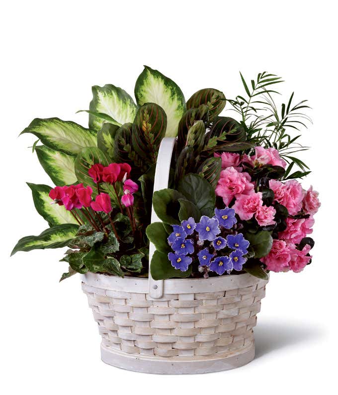 Assorted green plants, violets, and azaleas in a white wicker basket