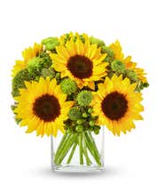  A bright floral arrangement featuring sunflowers and green hypericum, elegantly displayed in a clear cube vase.