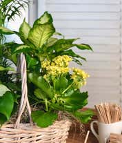 Alternative image 1 for Flowers and Foliage Dish Garden
