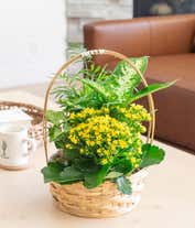 Alternative image 3 for Flowers and Foliage Dish Garden