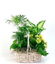 Flowers and Foliage Dish Garden