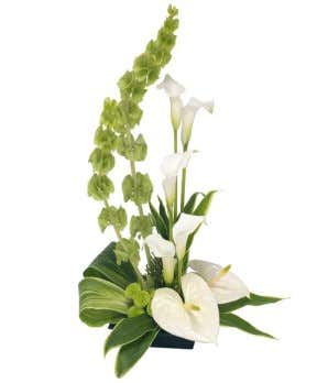 White Calla lilies are arranged in a bouquet with White Anthurium