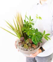Alternative image 2 for Luxury Dish Garden Plant