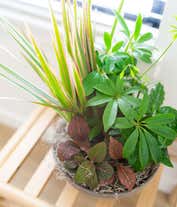 Alternative image 3 for Luxury Dish Garden Plant