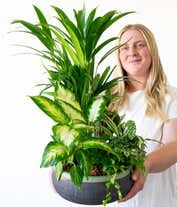 Alternative image 4 for Luxury Dish Garden Plant