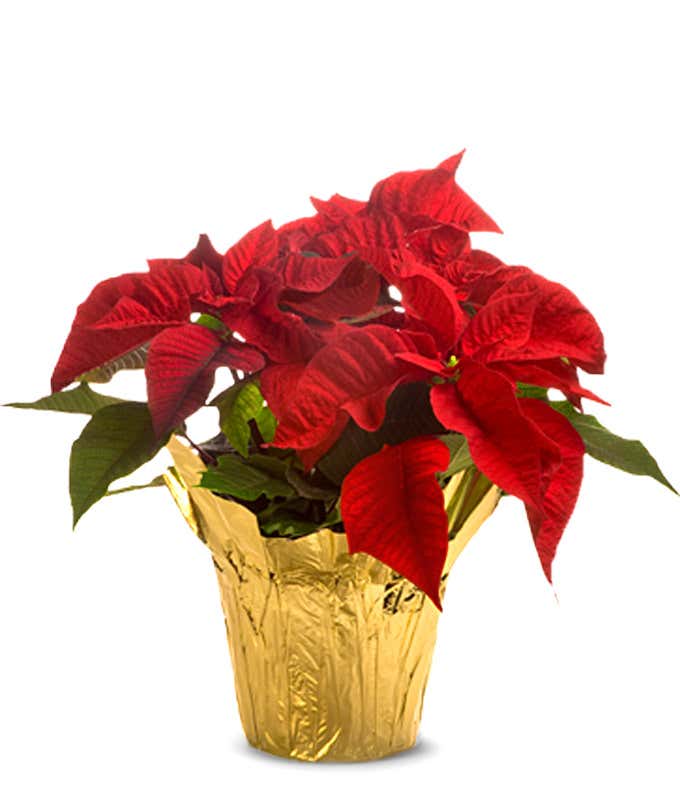 Christmas poinsettia for delivery today or next day