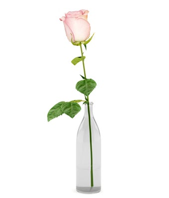 Single Pink RoseOther