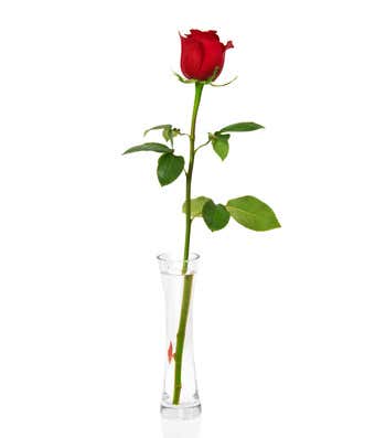 Venlighed farvel campingvogn Single Red Rose Delivered at From You Flowers