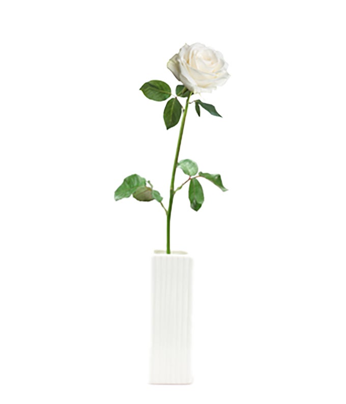 Single White Rose Delivered at From You Flowers