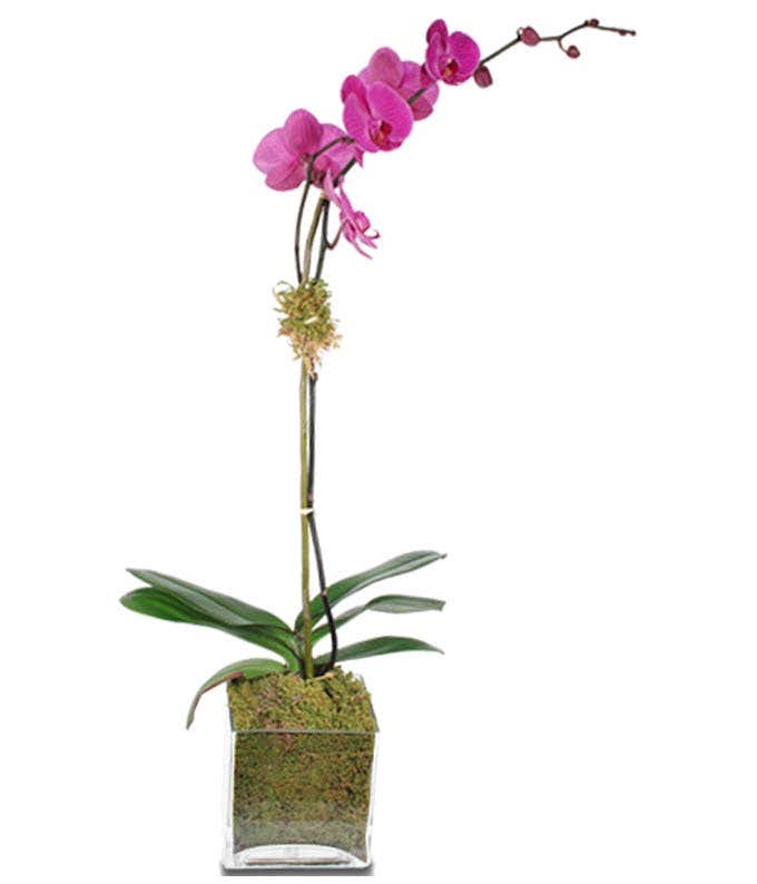 Purple orchid in square vase