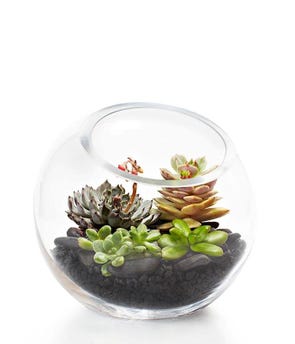 Large Succulent Terrarium at From You Flowers