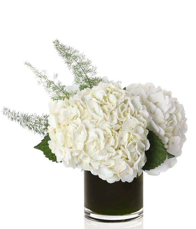 White hydrangea in a cube vase