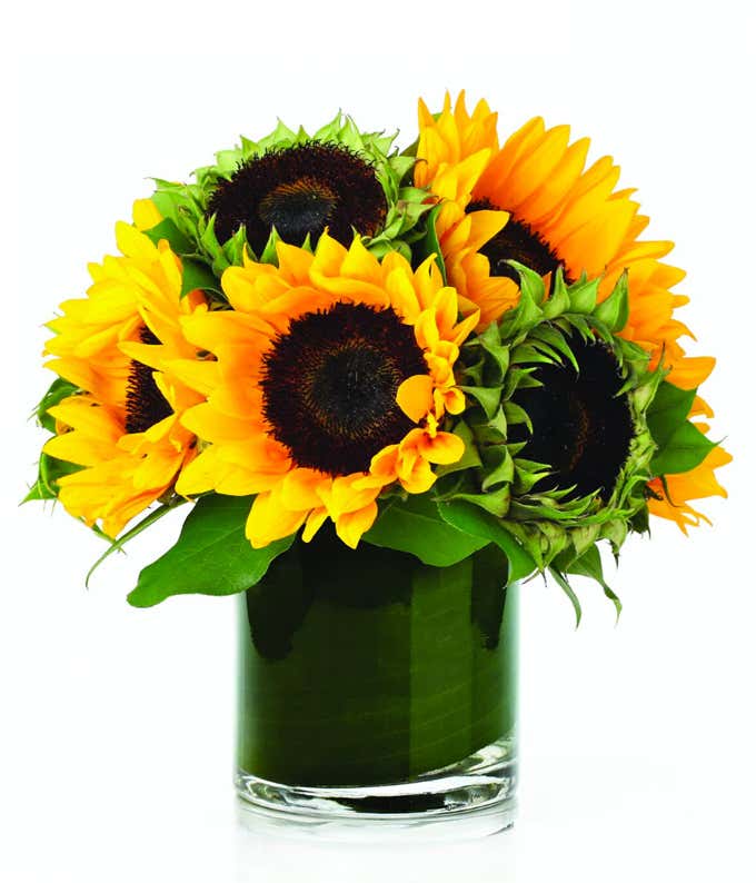 Sunflower Cylinder
