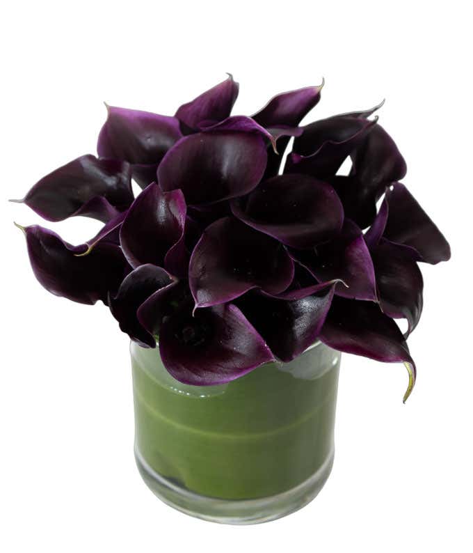 Black Calla Lily Cylinder