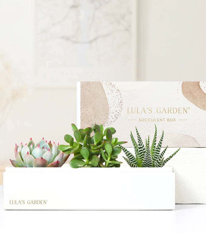 Lula's Garden ® Jewel Succulent Gift
