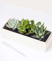 Alternative image 1 for Lula's Garden ® Jewel Succulent Gift