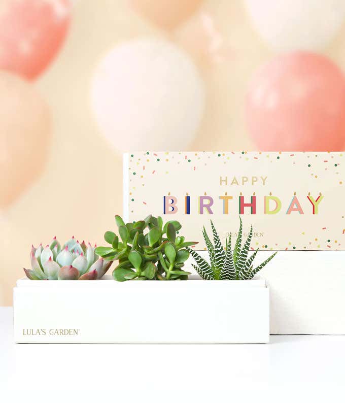 birthday succulent box