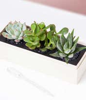 Alternative image 1 for Lula's Garden ® I Love You Jewel Succulent Box