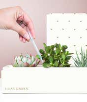 Alternative image 2 for Lula's Garden ® I Love You Jewel Succulent Box
