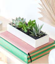 Alternative image 3 for Lula's Garden ® I Love You Jewel Succulent Box