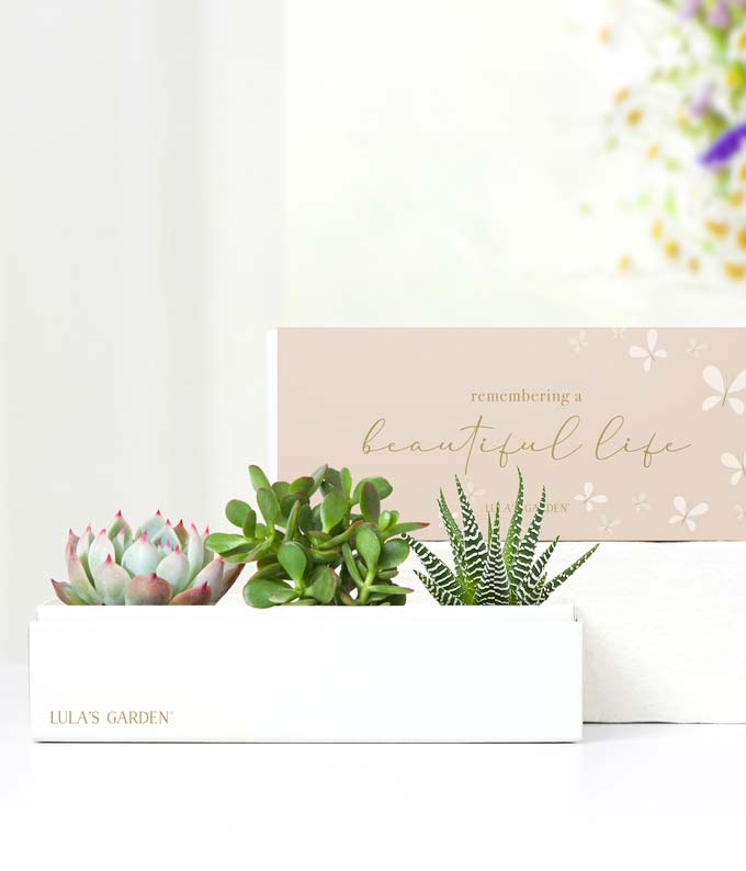 Cherished Memories Lula's Garden Jewel Succulent Gift